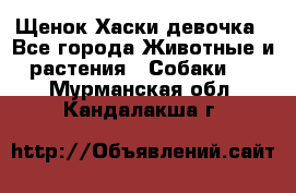 Щенок Хаски девочка - Все города Животные и растения » Собаки   . Мурманская обл.,Кандалакша г.